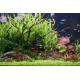 hygrophila sp lancea premium