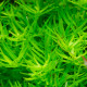 heteranthera Zosterifolia PREMIUM - Plante d'aquarium