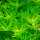 eteranthera Zosterifolia PREMIUM