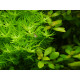 heteranthera Zosterifolia PREMIUM - Plante d'aquarium