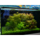 heteranthera Zosterifolia PREMIUM - Plante d'aquarium