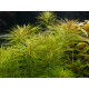 Pogostemon Stellata premium