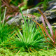 Eriocaulon cinereum