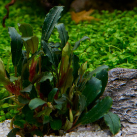 Bucephalandra sp "Red" Premium"