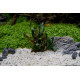 Bucephalandra sp "Red" Premium"