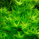 heteranthera Zosterifolia PREMIUM - Plante d'aquarium
