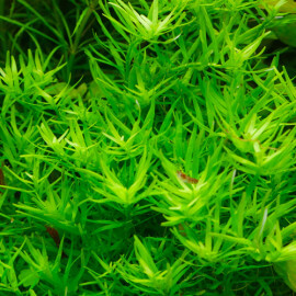 heteranthera Zosterifolia PREMIUM - Plante d'aquarium