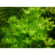 heteranthera Zosterifolia PREMIUM - Plante d'aquarium