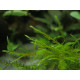 Quell Willow Moss - Fontinalis Hypnoides sp.