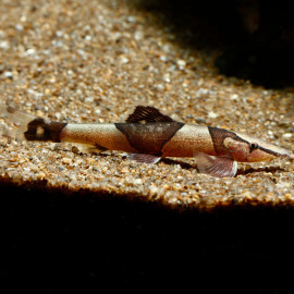 Homaloptera orthogoniata - Poisson lézard