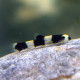 Protomyzon pachychilus - Loche Panda S-M  (Elevage - Singapour)