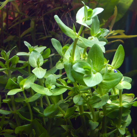 Bacopa Caroliniana PREMIUM