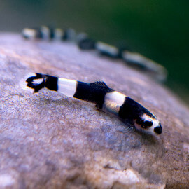 Protomyzon pachychilus - Loche Panda S-M  (Elevage - Singapour)
