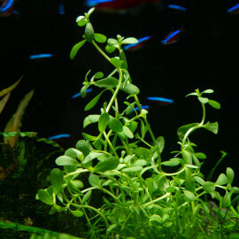 Bacopa Monnieri PREMIUM