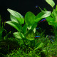 Echinodorus Cordifolius ssp Fluitans PREMIUM