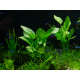 Echinodorus Cordifolius ssp Fluitans PREMIUM