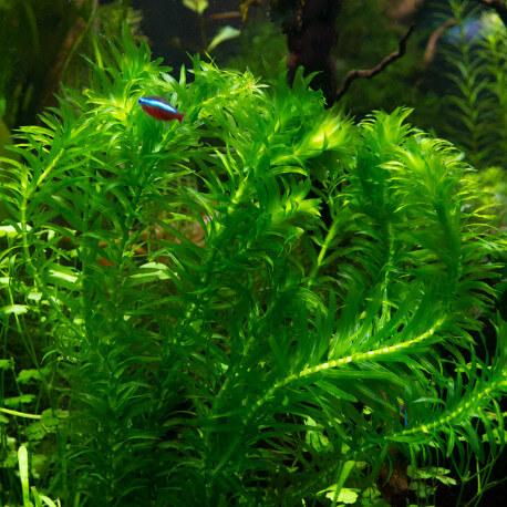 Egeria Densa PREMIUM