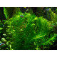 Egeria Densa PREMIUM