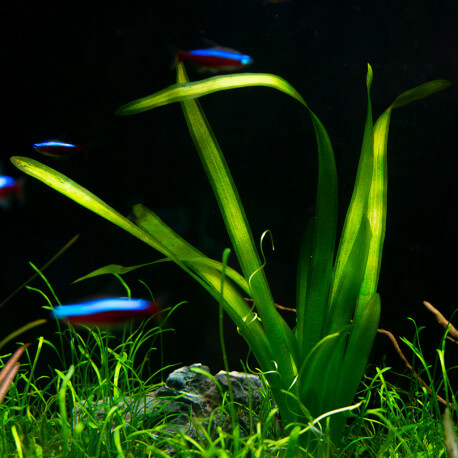 Vallisneria Americana Gigantea Premium