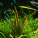 Vallisneria Spiralis Tiger 