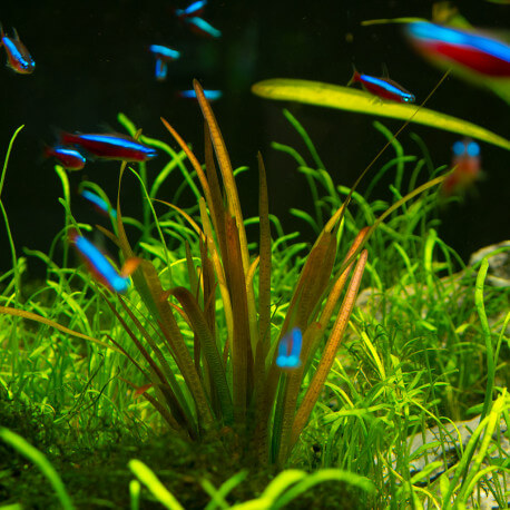 Vallisneria Spiralis Tiger 