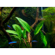 Anubias Barteri Angustifolia Afzelii PREMIUM