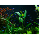 Anubias Barteri var Gracilis PREMIUM