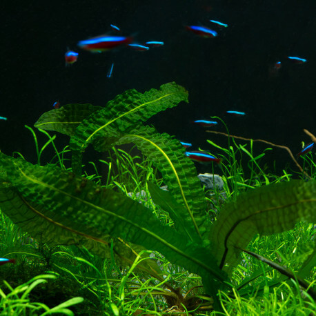 La bonne fertilisation des plantes dans l'aquarium, Chimie de l'eau, Blog