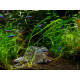 Aponogeton Longiplumolosus PREMIUM