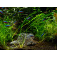 Aponogeton Longiplumolosus PREMIUM