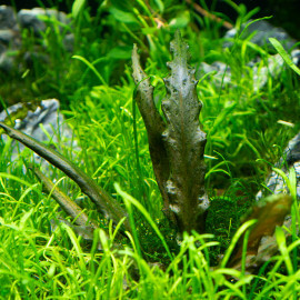 Cryptocoryne Wendtii PREMIUM