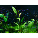 Echinodorus Red Diamond PREMIUM