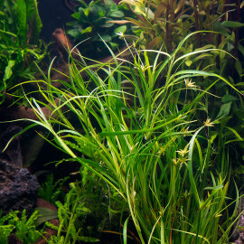 Juncus Repens PREMIUM