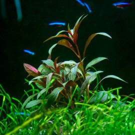 Ludwigia Glandulosa type II PREMIUM