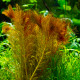 Myriophyllum Tuberculatum PREMIUM