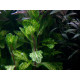 Shinnersia Rivularis Weiss-Grün Premium