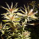 Ludwigia sp White