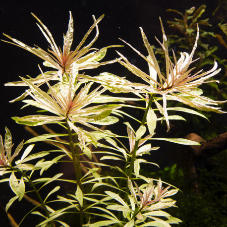 Ludwigia sp White
