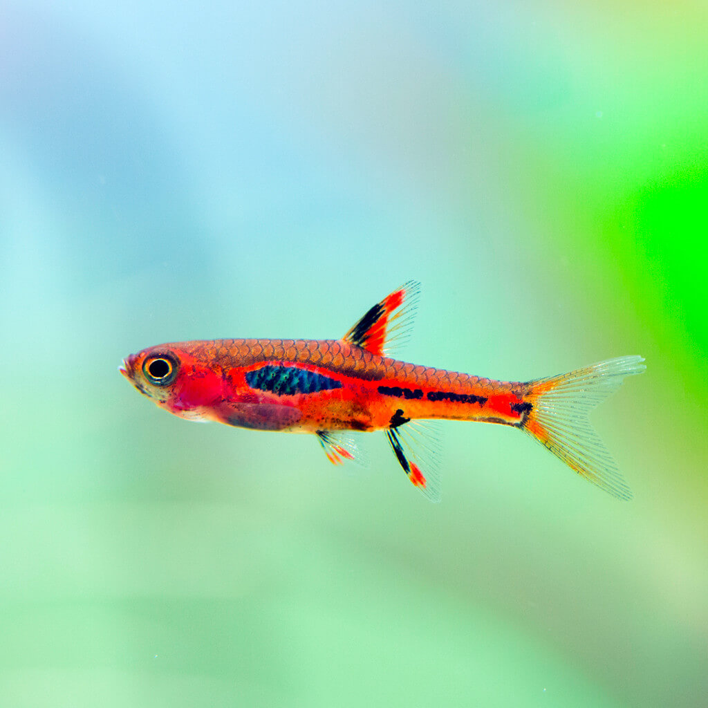 Boraras Sp Rasbora Merah Elevage Semi Sauvage Indonésie Aquaplante