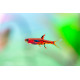 Boraras sp - Rasbora Merah (Elevage semi-sauvage - Indonésie)