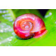 Escargot Planorbe sp Corneus var Red