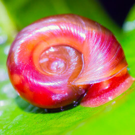 Escargot Planorbe sp Corneus var Red