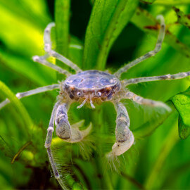 Limnopilos naiyanetri (crabe détritivore)