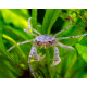 Limnopilos naiyanetri (crabe détritivore)