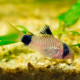 Corydoras Panda (Elevage)