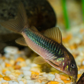 Corydoras Aeneus (Elevage)