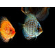 Discus 8-10cm Grade A (Elevage-Singapour)