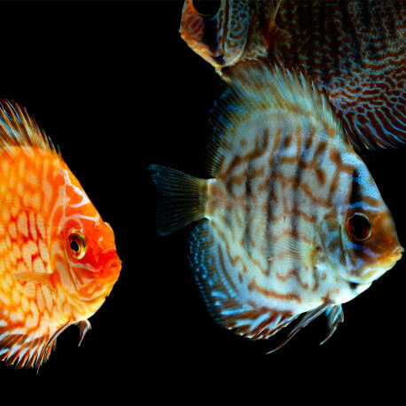 Discus Mix 14-18cm