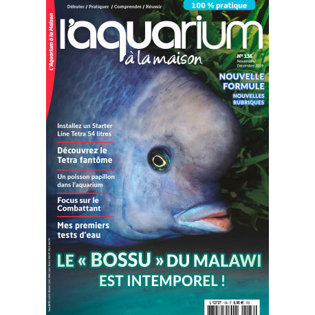 Aquarium à la Maison N°136