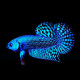 Betta Alien Mâle Blue